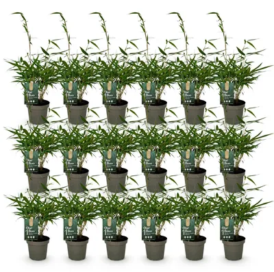 Image de Green boutiQ - Bambou - Fargesia robusta Pingwu - À feuillage persistant - Non envahissant - Vert - 18 plants - Pot de 14 cm - Hauteur 35 cm
