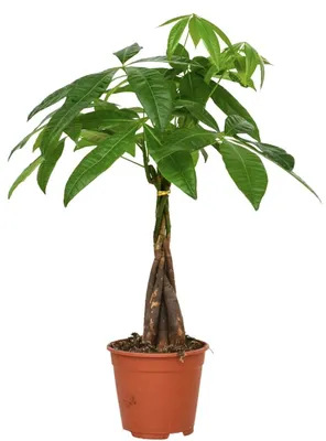 Produktbild von Pachira aquatica Zimmerpflanze, der Geldbaum, 50 cm hoch, im 14 cm Topf