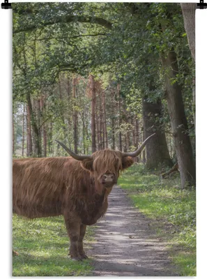 Produktbild von MuchoWow® Wandteppich Wandbehang Schottischer Highlander - Kröte - Baum 60x90 cm Tapisserie Dekoration Wandtuch - Foto-Teppich - Abwaschbar