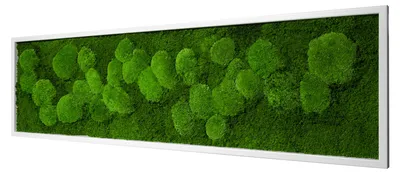 Produktbild von Moosbild Fifty Fifty Design (140x40, weiß)