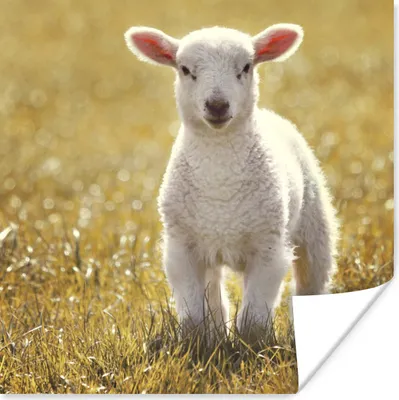 Produktbild von MuchoWow® Poster Lamm - Gras - Sonne 100x100 cm - Babyzimmer