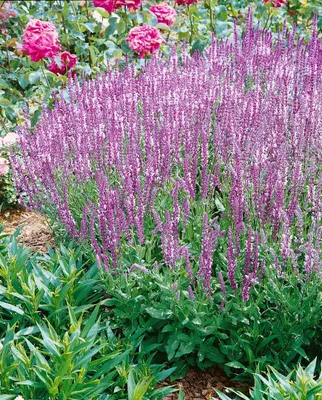 Produktbild von Salvia pratensis, Wiesensalbei, violett, ca. 9x9 cm Topf