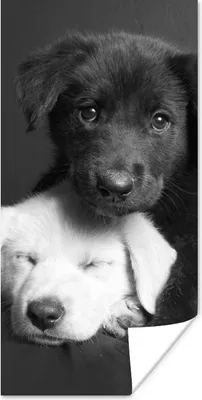 Produktbild von MuchoWow® Poster Hunde - Welpe - Schwarz - Weiß - Tiere 40x80 cm - Dekoration