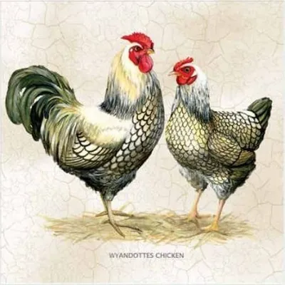 Produktbild von 20 Servietten Easter Couple - Hahn und Henne 33x33cm
