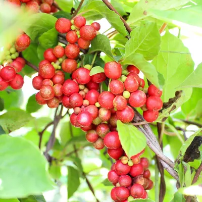 Obrázok produktu pre Päťchutová bobuľa (Schisandra chinensis) – 20 semien