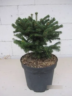 Produktbild von Abies nordmanniana Saerling - Zwerg-Nordmanntanne Saerling - 25-30cm