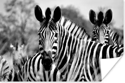 Produktbild von MuchoWow® Poster Zebra - Schwarz - Weiß - Tiere 30x20 cm - Plakate - Print