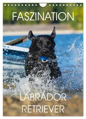 Produktbild von Faszination Labrador Retriever (Wandkalender 2027 DIN A4 hoch), CALVENDO Monatskalender