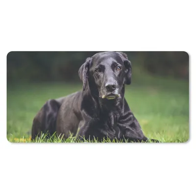 Produktbild von MuchoWow® Schreibtischunterlage Ein schwarzer Labrador im Gras 80x40 cm - XXL Mauspad - Gaming Mauspad