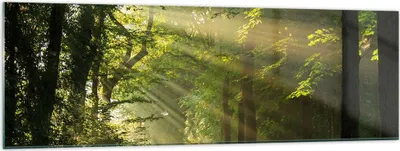 Produktbild von Bilder auf glas - Wald Baum Natur - 160x50cm - Glasbilder - Wandbilder - Kunstdruck - zum Aufhängen bereit - Wanddekoration aus Glas - Glas Bilder - Wandbild auf Glas - Einteilig - GAB160x50-3661