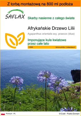 Zdjęcie produktu dla SAFLAX - Garden in the bag - Afrykańskie Drzewo Lilii - 50 Nasiona - Z podłożem uprawowym w praktycznej, samorozkładającej się torbie - Agapanthus orientalis ssy. praecox (blue)