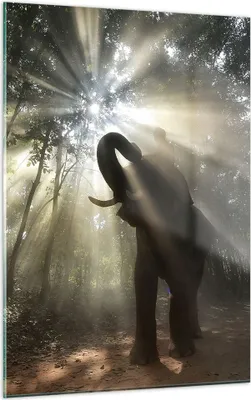 Produktbild von Bilder auf glas - Einteilig - Elefant Dschungel  - 50x70cm - Glasbilder - Wandbilder - Bilder - zum Aufhängen bereit - Wanddekoration aus Glas - Glas Bilder - Wandbild auf Glas - GPA50x70-3835