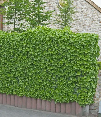Produktbild von BALDUR Garten 6x Winterharte Efeu Pflanze Baltica, Pflanzen im 9x9 cm-Topf, Bodendecker & Kletterpflanze, pflegeleicht, Wasserbedarf gering, Hedera helix, immergrün, robust, trockenresistent