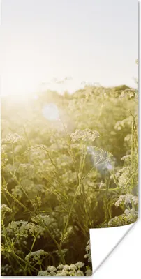 Produktbild von MuchoWow® Poster Blumen - Weiß - Frühling 20x40 cm - Plakat - Foto