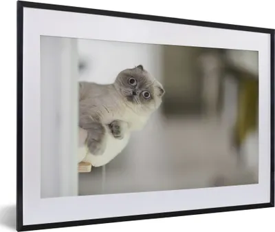 Produktbild von MuchoWow® MuchoWow® Gerahmtes Poster Katze - Tier - Wohnzimmer 60x40 cm - Poster mit zchwarzem Bilderrahmen - Schlafzimmer - Plakat in Rahmen - Drucken