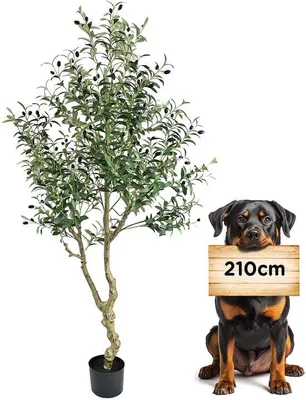 Obrázek produktu pro Umělý olivovník, 210 cm, zelený, dekorativní, do obývacího pokoje