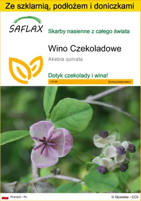 Zdjęcie produktu dla SAFLAX - Zestaw do uprawy - Wino Czekoladowe - 10 Nasiona - Z mini szklarnią, podłożem uprawowym i 2 doniczkami - Akebia quinata