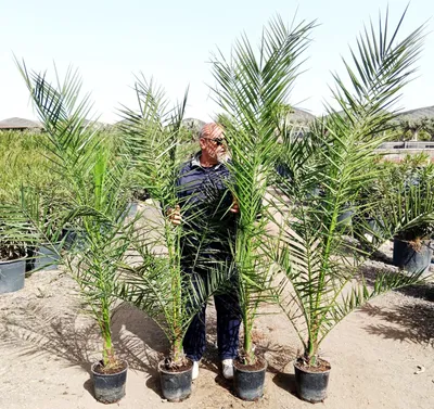 Zdjęcie produktu dla 2 sztuki kanaryjskie palmy daktylowe Phoenix canariensis XXL 190-210 cm silne palmy odporne prawdziwe rośliny palmowe bez młodych roślin palma duża
