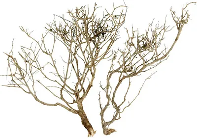 Produktbild von Trockenbaum Naturdeko 500g Äste Zweige Holzdeko