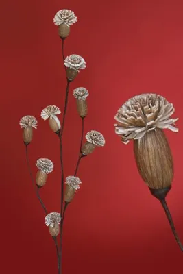 Produktbild von Naturblume - Solarpflanze Opiumblüte 88 cm