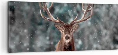 Produktbild von Bild auf Leinwand - Leinwandbild - Einteilig - Hirsch Hirsch Winter - 100x40cm - Wand Bild - Wanddeko - Wandbilder - Leinwanddruck - Bilder - Wanddekoration - Leinwand bilder - AB100x40-4998