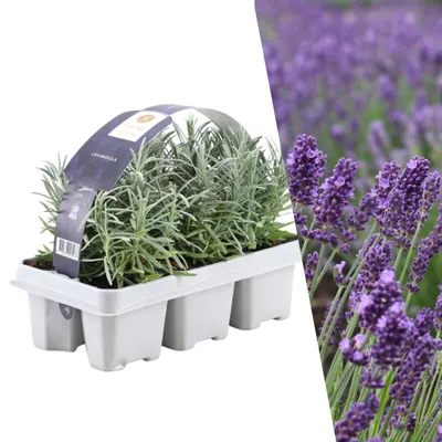 Produktbild von Blauer Duft-Lavendel 48 Lavendel Pflanze angustifolia - Lavendelpflanzen winterhart - echter lavendel - Gartenpflanzen