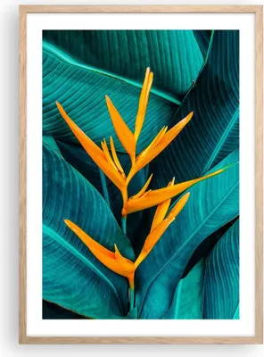 Produktbild von Gerahmtes Poster - Rahmen in heller Eiche - Blumen Tropen Blätter - 50x70 cm - Wand Bild - Wanddeko - Wandbilder - Kunstposter - Wandposter - Bilderrahmen - Bilder - Kunstdruck - P2NPA50x70-5116