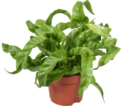 Produktbild von Asplenium antiquum Hurricane Topf 12 cm Ø Nestfarn - Luftreinigende Zimmerpflanze - Grünpflanze