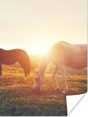 Produktbild von MuchoWow® Poster Pferde - Sonne - Tiere 90x120 cm - Wohnzimmer