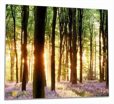 Produktbild von Wallario Herdabdeckplatte aus Glas, Größe 60 x 52 cm 2-teilig, Motiv Blaue Hasenglöckchen im Wald mit Sonnenstrahlen