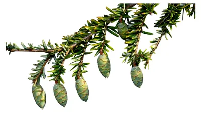 Produktbild von Kanadische Hemlocktanne -Tsuga canadensis- 50 Samen