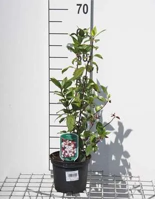 Produktbild von Viburnum tinus 'Gwenllian' - Schneeball 25- 30 cm - Container