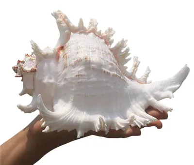 Immagine prodotto di Conchiglie naturali di grandi dimensioni, ideali per decorazioni e acquari