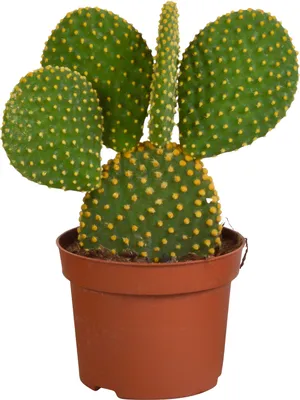 Produktbild von Opuntia Microdasys