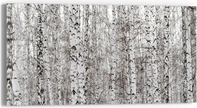 Produktbild von DEQORI Glasbild Echtglas 60x30 cm 'Birkengeheimnis' Wandbild Bild modern Deko