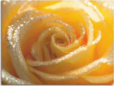 Produktbild von ARTland Leinwandbild Gelbe Rose Makro Größe: 40x30 cm