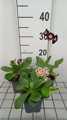 Zdjęcie produktu dla 6 x Primula auricula ( lutea) - pierwiosnek kulisty - doniczka 9 x 9 cm