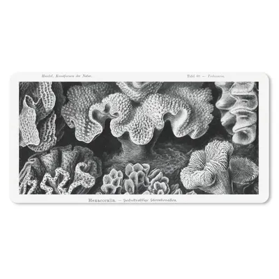 Produktbild von MuchoWow® Mauspad Mousepad Kunst - Koralle - Ernst Haeckel - Alte Meister - Natur 60x30 cm - Mousepads - Maus Mat - Pad - Mausunterlage - Nachhaltig
