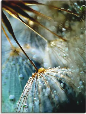 Produktbild von ARTland Leinwandbild Pusteblume Mystische Schönheit Größe: 45x60 cm