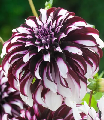 Produktbild von BALDUR Garten Dahlie 'Tartan',1 Knolle,riesige Blüten,zweifarbige Blüten,reichblühender Blickfang,pflegeleicht,mehrjährig - frostfrei halten,Schnittblume,Dahlia,lange Blütezeit,Schmuckdahlie
