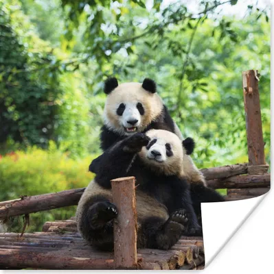 Produktbild von MuchoWow® Poster Bären - Panda - Holz 75x75 cm - Wand Dekoration