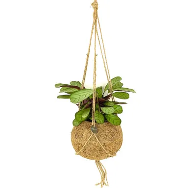 Obrázek produktu pro Kokodama Ctenanthe Burle-marxii Amagris (L)