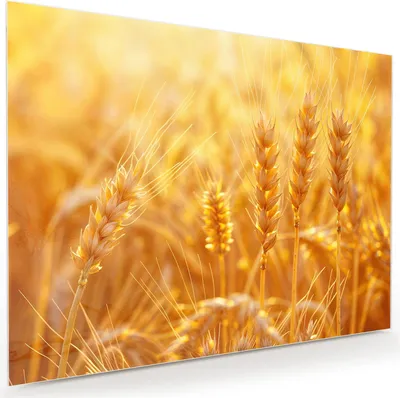 Produktbild von Glasbild 120x90cm in XXL für Wohnzimmer, Schlafzimmer Motiv Weizenfeld Sonnenuntergang