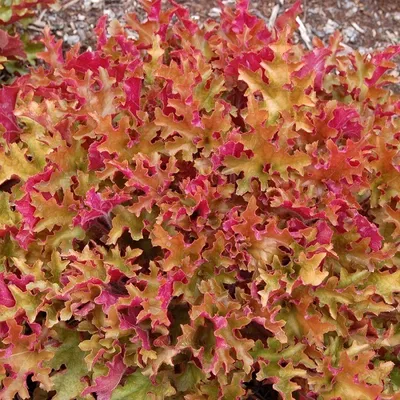 Produktbild von 6 x Silberglöckchen  - Heuchera 'Marmalade'  | Topf 9cm x 9cm