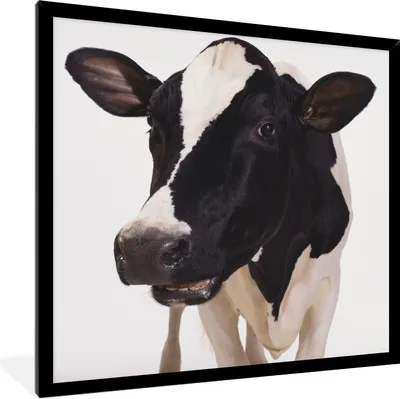 Produktbild von MuchoWow® Gerahmtes Poster Kuh - Weiß - Tiere - Schwarz 40x40 cm - Poster mit Schwarzem Bilderrahmen Wandposter Rahmen Foto Bilder - Mit Rahmen - Wanddekoration Schlafzimmer