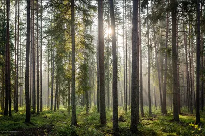 Zdjęcie produktu dla Fototapeta Promienie Słoneczne dekoracja z efektem 3D Pejzaż Przyrodniczy Las Natura 3D 368x280cm