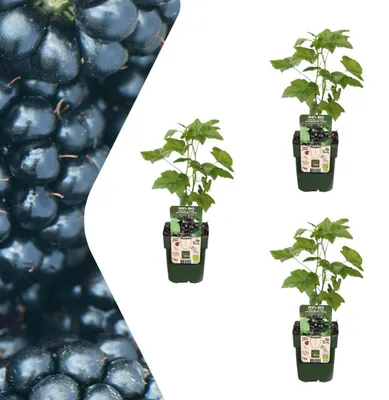 Productafbeelding van Brombeere Rubus fruticosus Biologische Brombeersträucher 3 planten Ø13cm