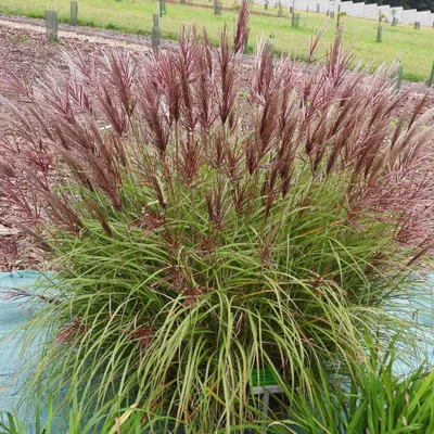 Immagine prodotto di Miscanthus cinese Red Chief 2L