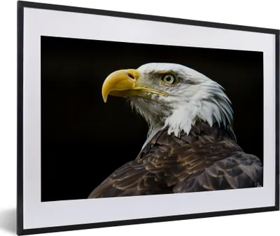 Produktbild von MuchoWow® MuchoWow® Gerahmtes Poster Seitenansicht eines Weißkopfseeadlers 60x40 cm - Poster mit zchwarzem Bilderrahmen - Schlafzimmer - Plakat in Rahmen - Drucken