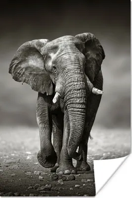 Produktbild von MuchoWow® Poster Elefant - Schwarz - Weiß - Namibia 120x180 cm - Kunstposter
